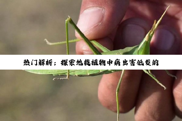 热门解析：探索地栽植物中病虫害低发的新星品种与生态种植策略