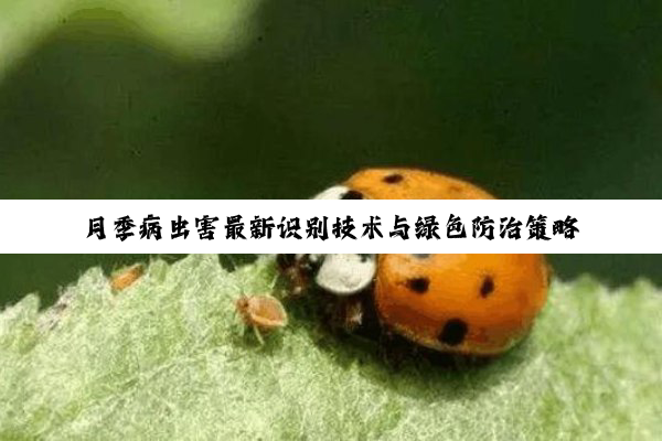月季病虫害最新识别技术与绿色防治策略：应对现代农业绿色转型的挑战