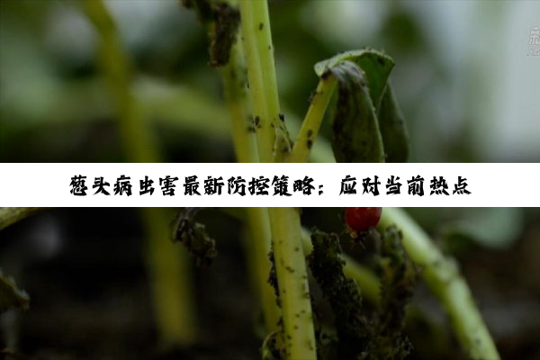 葱头病虫害最新防控策略：应对当前热点挑战与解决方案