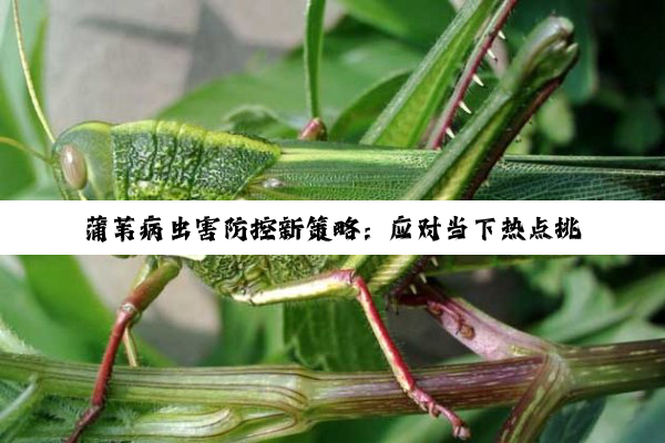 蒲苇病虫害防控新策略：应对当下热点挑战与绿色防控技术进展