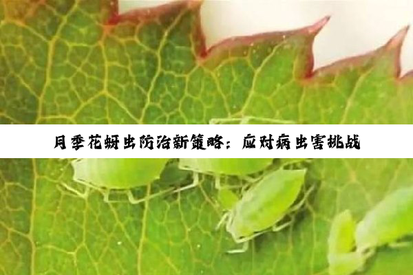 月季花蚜虫防治新策略：应对病虫害挑战，守护绿色生态新热点