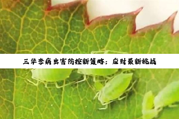 三华李病虫害防控新策略：应对最新挑战与绿色防控技术热点