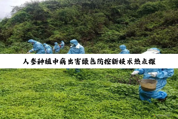人参种植中病虫害绿色防控新技术热点探讨