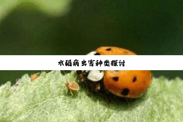 今日科普|水稻病虫害种类探讨