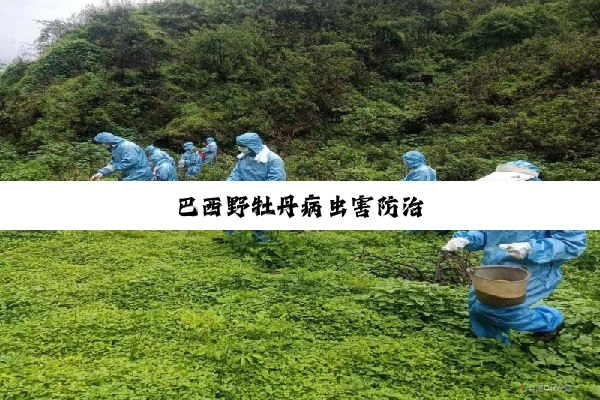 巴西野牡丹病虫害防治