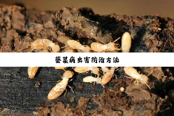 葵菜病虫害防治方法