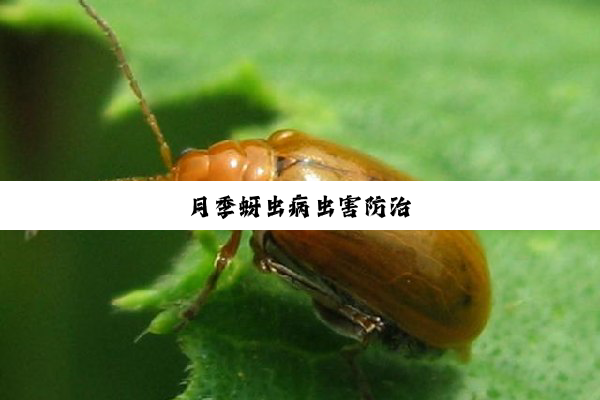 月季蚜虫病虫害防治