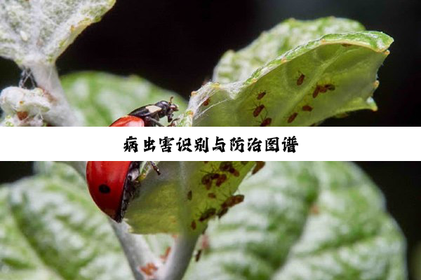 今日科普|病虫害识别与防治图谱