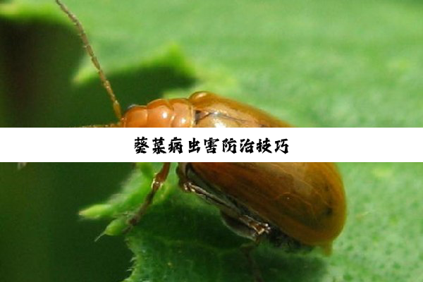 葵菜病虫害防治技巧