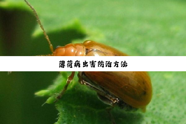 薄荷病虫害防治方法