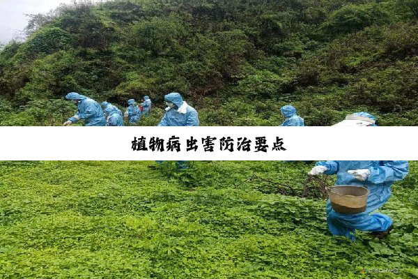 植物病虫害防治要点