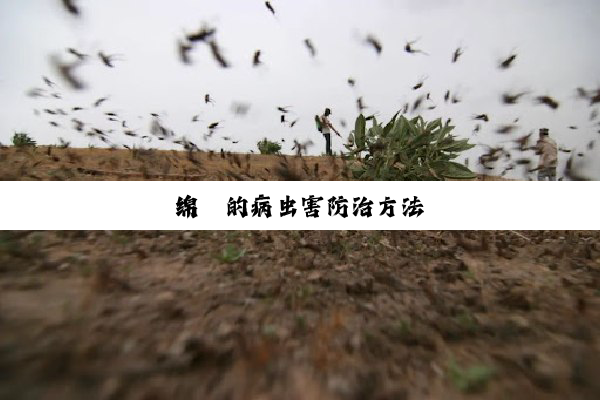 绵芪的病虫害防治方法