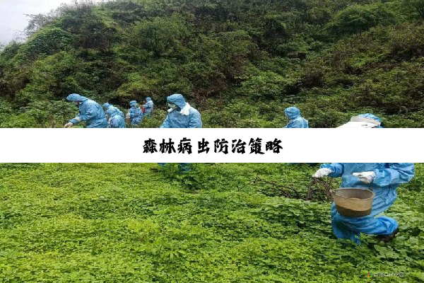 森林病虫防治策略