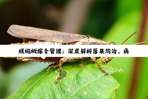 核桃树综合管理：深度解析落果防治、病虫害防控与病害治理策略