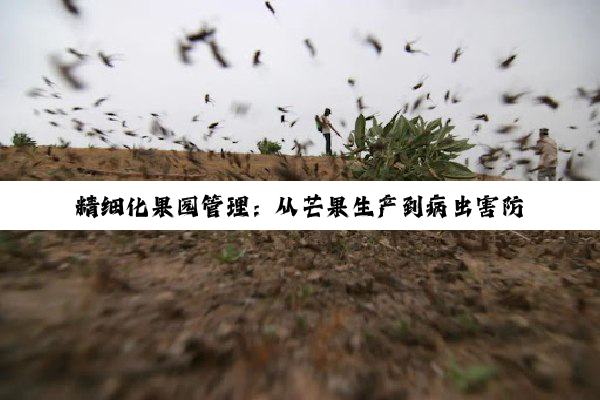 【今日要闻】精细化果园管理：从芒果生产到病虫害防治的深度策略解析