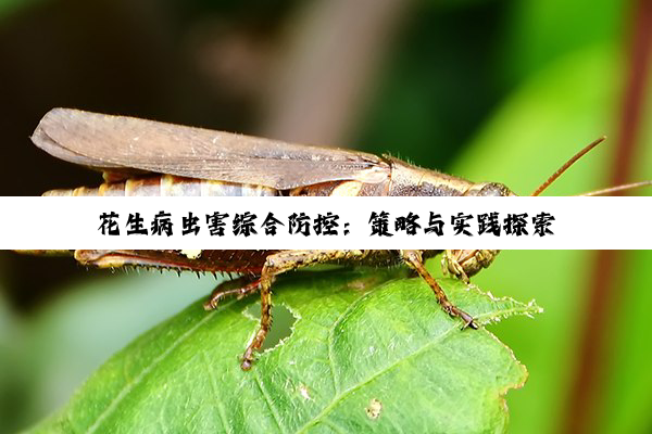 花生病虫害综合防控：策略与实践探索