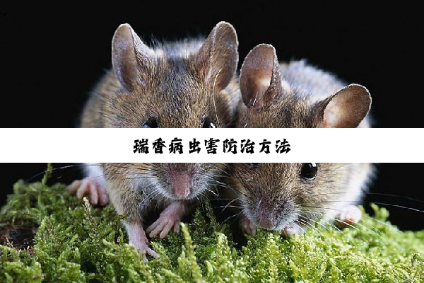 今日科普|瑞香病虫害防治方法