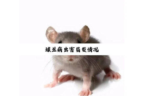 球兰病虫害易发情况