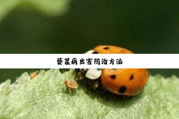 今日科普|葵菜病虫害防治方法