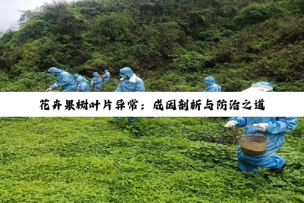 【科普解答】花卉果树叶片异常：成因剖析与防治之道