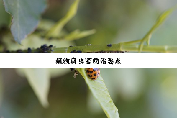 植物病虫害防治要点