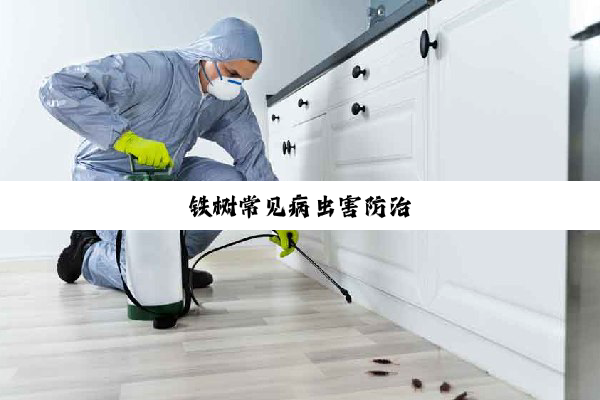 铁树常见病虫害防治