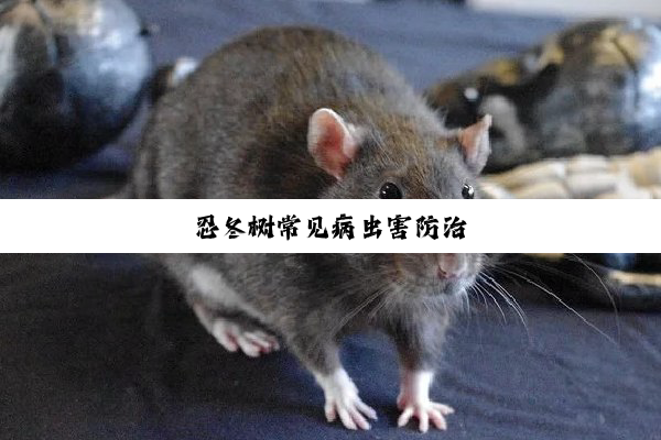 忍冬树常见病虫害防治