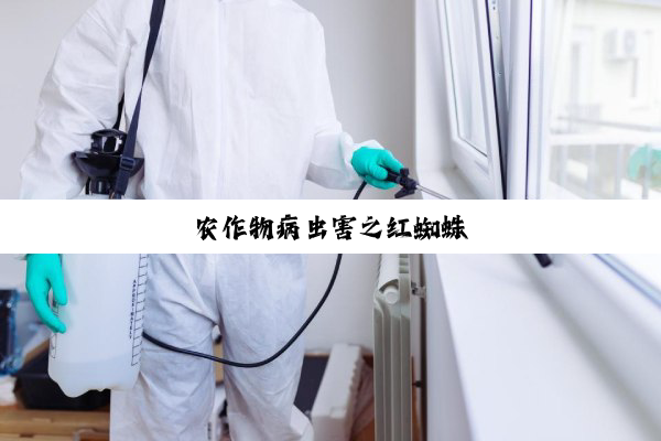 农作物病虫害之红蜘蛛