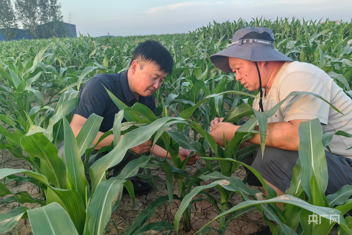 刘广亮查看玉米长势（央广网记者 张羲轮 摄）