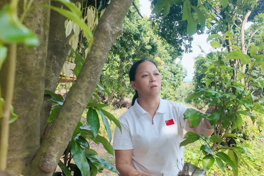 邓彩联查看高接换种的荔枝树生长情况。信息时报记者 宋佳媛 摄