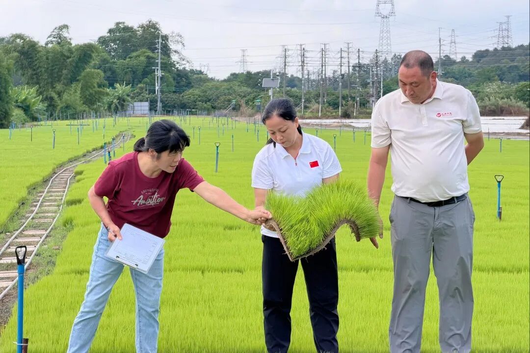 邓彩联（左二）和同事在从化香米产业园中塘基地查看秧苗生长状况。信息时报记者 宋佳媛 摄