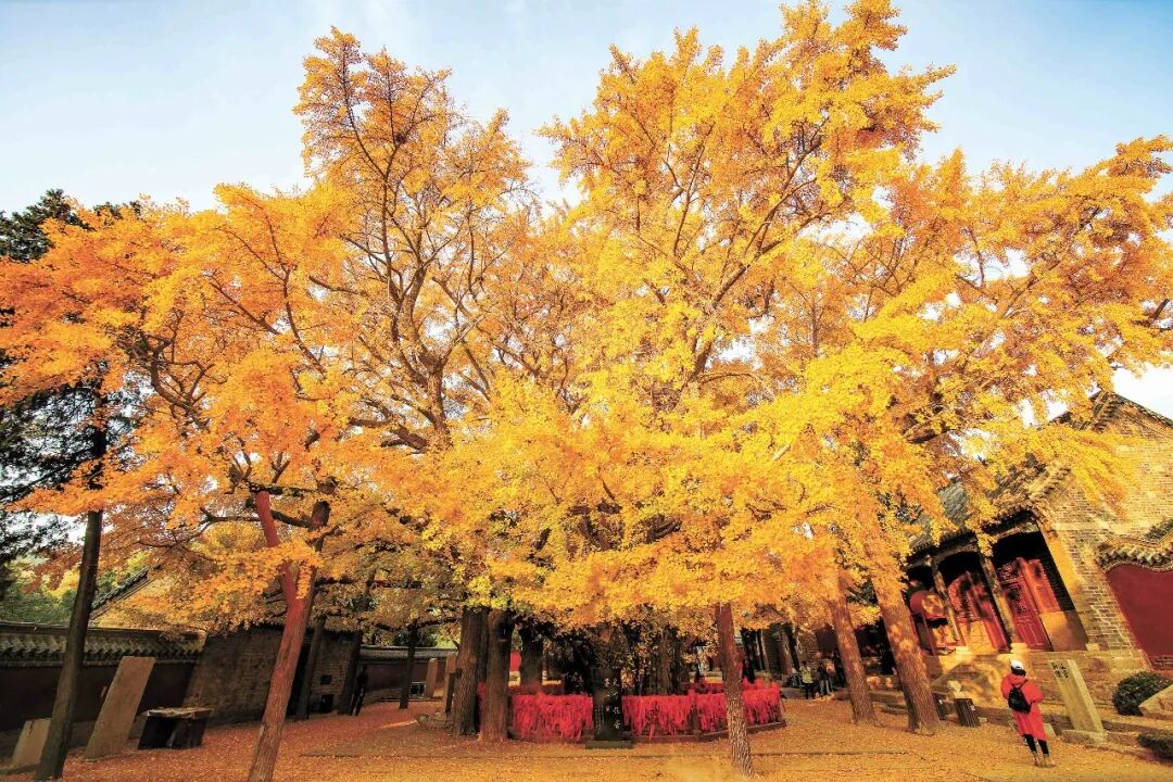 千年古银杏 日照市自然资源和规划局供图