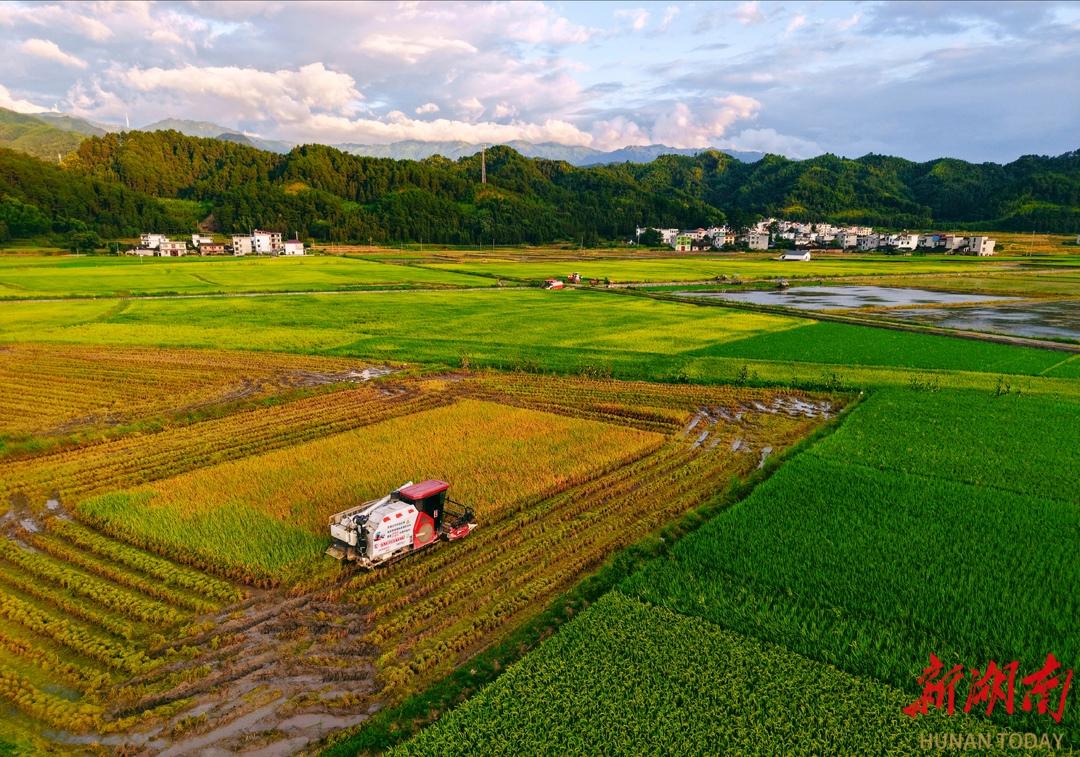 7月16日傍晚，新宁县崀山镇六坪村高标准农田，村民驾驶农机收割早稻、栽插晚稻。鄢跃斌 摄